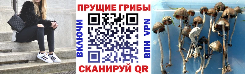 Псилоцибиновые грибы прущие грибы  где можно купить наркотик  Котельнич 